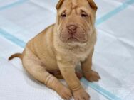 2 Shar Pei Welpen Rüden Apricot und Rot - Burgkunstadt