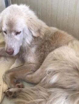 Geben Sie Senior Rocky eine Chance? - Neuss