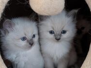 RADGOLL Kitten - Calau