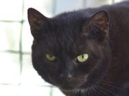 BELLA-genügsame,entspannte Katze - Rösrath