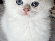 BKH-KITTEN Reinrassige mit Stammbaum - Dierdorf