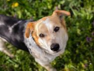 Kleiner Charly-Vito sucht sein Glück - Duisburg