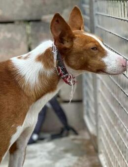 PINOCHO - Zartes Herz mit wachsendem Mut - Karben