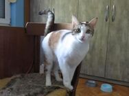 Verschmuste SAMBA sucht Dosenöffner ♥️ - München