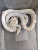 10 Kornnattern abzugeben in 36179