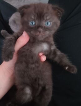 2 Kitten, 1 Hellgrau, 1 Dunkelgrau beides Mädchen - Pleinfeld