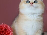 Reinrassiger BKH Kater Kitten Baby ny 11 chocolate golden shaded Stammbaum - Hof