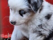 Mini Aussie , Mini Australien Shepherd o.P. - Beelitz Zentrum