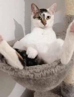 💓 Süße 🐈 Tapfere Celeste 💓 - Eislingen (Fils)