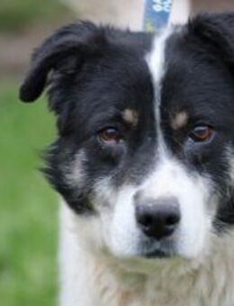 Mico - ausgeglichen u. neugierig - Lohra