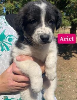 Ariel - kleines Mädchen sucht ihr Glück - Grevenbroich