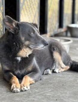 Velvet - die unscheinbare, sanfte Seele - Berlin