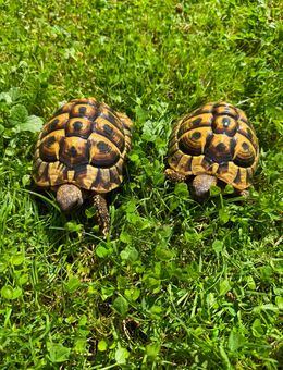 Griechische Landschildkröten - Bad Füssing