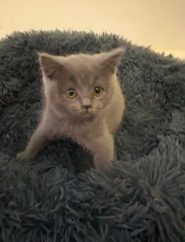 BKH Kitten - Nürnberg