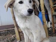 ❤ SNOWBALL ❤ - SUCHT WEICHES SOFA - Alfeld (Leine)