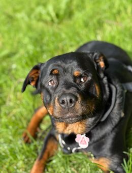 Rottweiler - Wittlich Zentrum