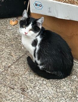 Kartzenkinder abzugeben - Bentzin