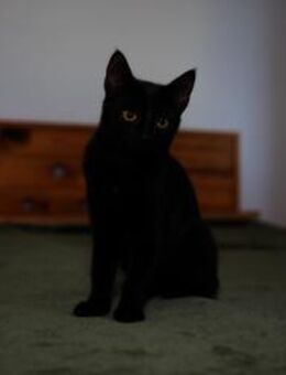 Katzenkind AMAYA sucht ihr Zuhause! - Berlin