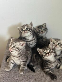 Wunderschöne BKH Kitten in Whiskas-Look mit Stammbaum - Bad Arolsen