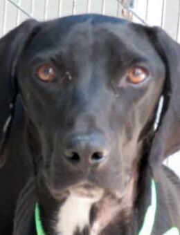 Alfie 7 -lebhaft und lieb- - Oldenburg