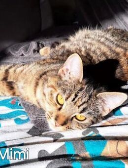 ZAZA - MIMI - EFFIE - - Kempen