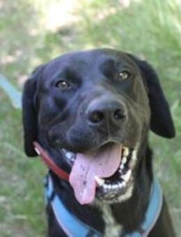 Elvis, großer, sportl. Familienhund - Neuhausen (Spree)