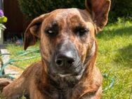 Kylie - Zuhause gesucht - Duisburg