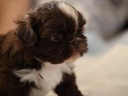 Shih Tzu Welpen - Waltrop