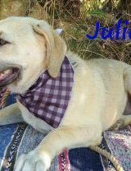 Julio ausgeglichener Welpe 12/24 GRC - Ruppertsecken