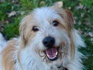 Henri kleiner Hund, großes Herz - München