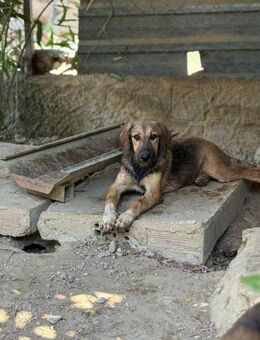 Lilli wartet auf ihr Körbchen - Beckingen
