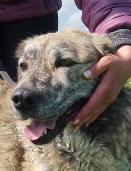 Liebe,schmusige MISTY sucht Dich! - Gevelsberg