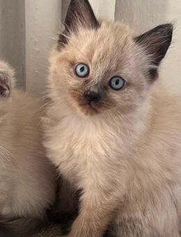 💙 Kleiner Baby-Kater sucht liebevolles Zuhause 💙 - Neumünster