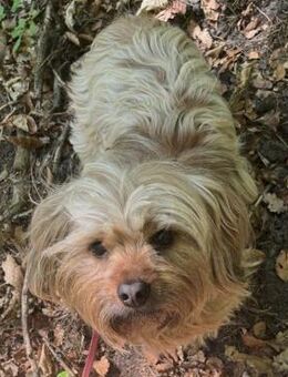 Sanfte Tiffy auf d. Suche nach Endstelle - Insheim