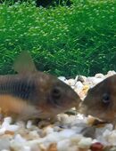 Metall-Panzerwelse in 97618