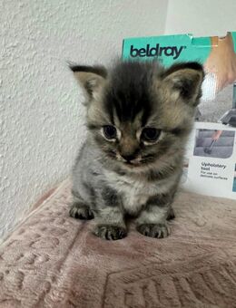 Sucht ein neues kuscheliges Zuhause - Wiesbaden