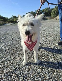 Lucy wünscht sich ein Zuhause - Voerde (Niederrhein) Zentrum