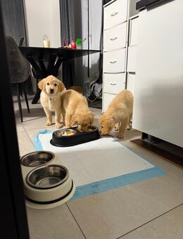 Wunderschöne Golden Retriever Welpen - Taufkirchen (Landkreis München)