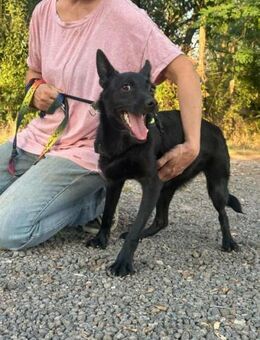 Frutti sucht nach ihrem Körbchen - Nordwalde