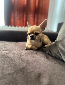 Chihuahua 1 Jahr alt Rüde mit Ahnentafel - Hamburg Hamburg-Nord