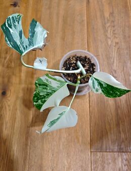 Monstera Deliciosa Albo Stammstecklinge - Driedorf