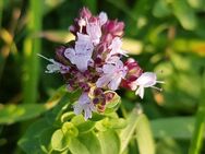 Dost wilder Oregano Gewürz Samen heimischer echt Wasser gewöhnlich Kräuter Pizzagewürz zart rosa Blüten duftende Pflanze Saatgut Schmetterlingsmagnet Blumensamen Pflanzensamen heimisches Saatgut wildflower Muttertag Geschenk flower present SWR - Pfedelbach