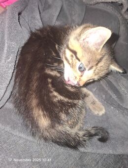 Niedliche Baby Katzen - Velbert