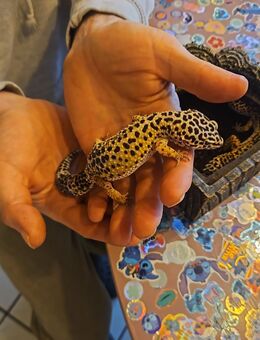 Leopardgecko - Hurlach