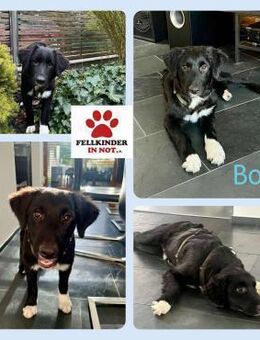 Boo Welpe Mischling Rüde Junghund - Margetshöchheim