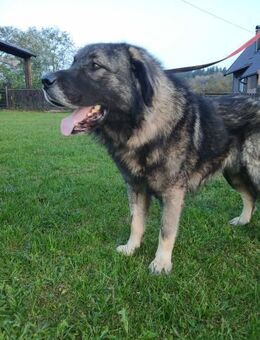 Lino-Kaukasischer Schäferhund - Grainau