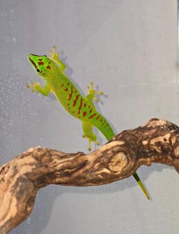 Terrarium mit Gecko zu verschenken. - Kaisersesch Zentrum