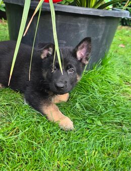 SCHWARZE Schäferhundwelpen - Gelsenkirchen