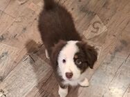 Mini Australian Shepherd Hündin Welpe - Kriebstein