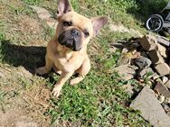 Französicher Bulldogen Rüde, sucht neues Zuhause - Coppenbrügge